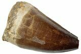 Large, Fossil Mosasaur (Prognathodon) Tooth - Morocco #259992-1